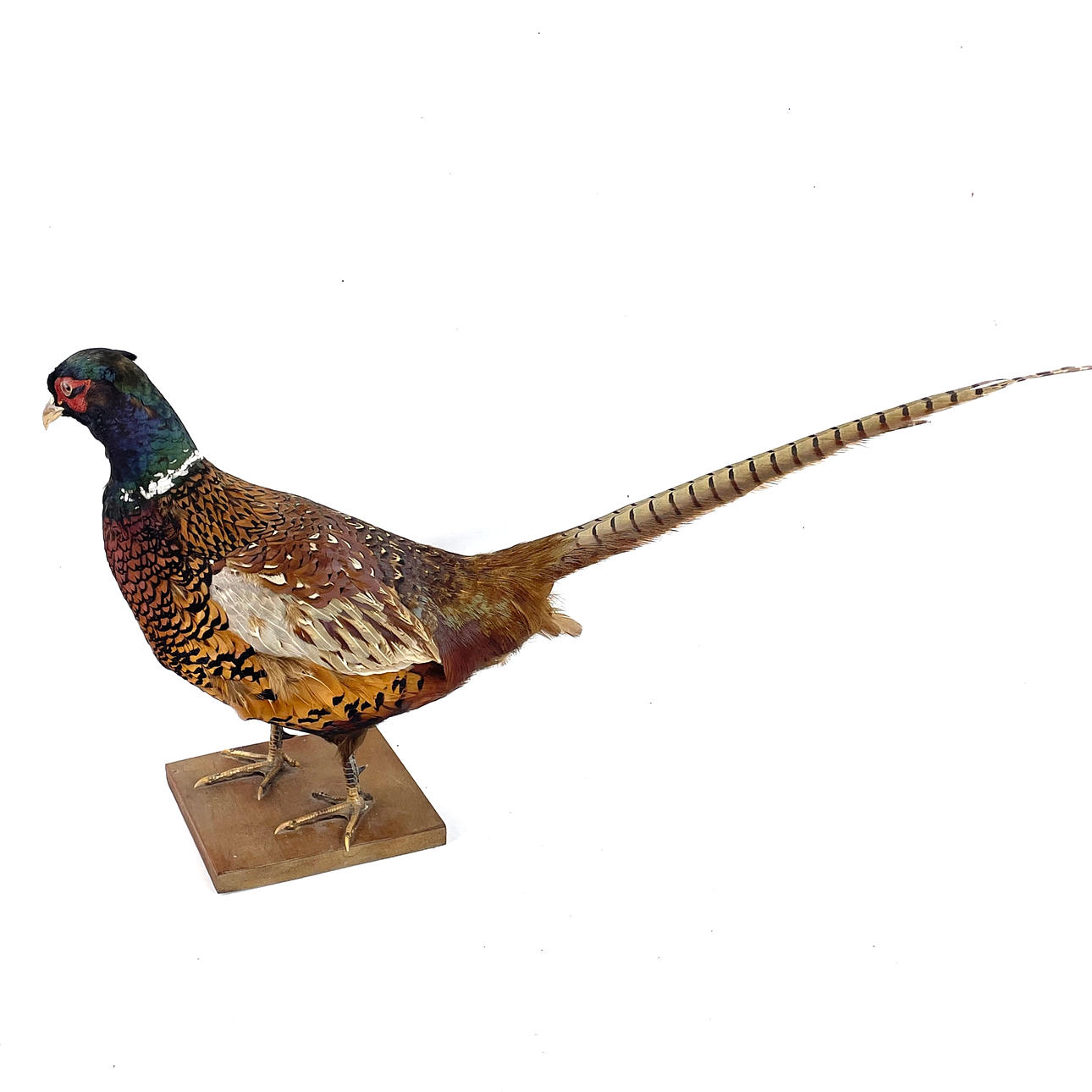 FASAN. Taxidermi, 1900-tal.