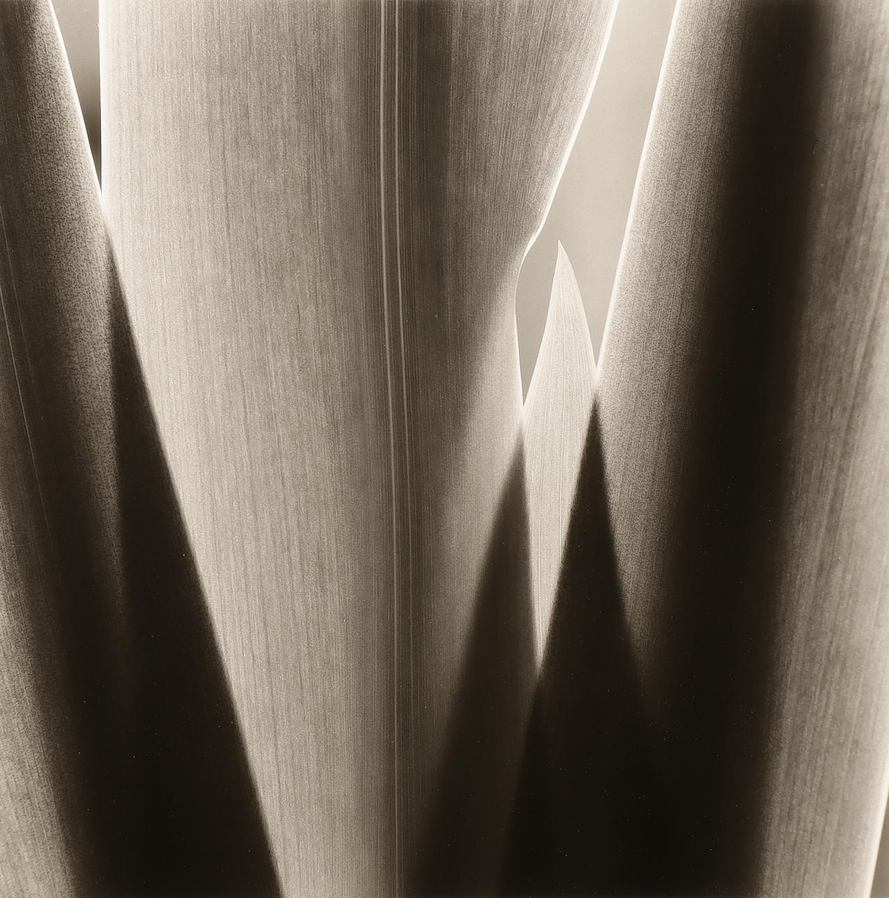 NILS-ERIK WIKEBÄCK. Untitled.