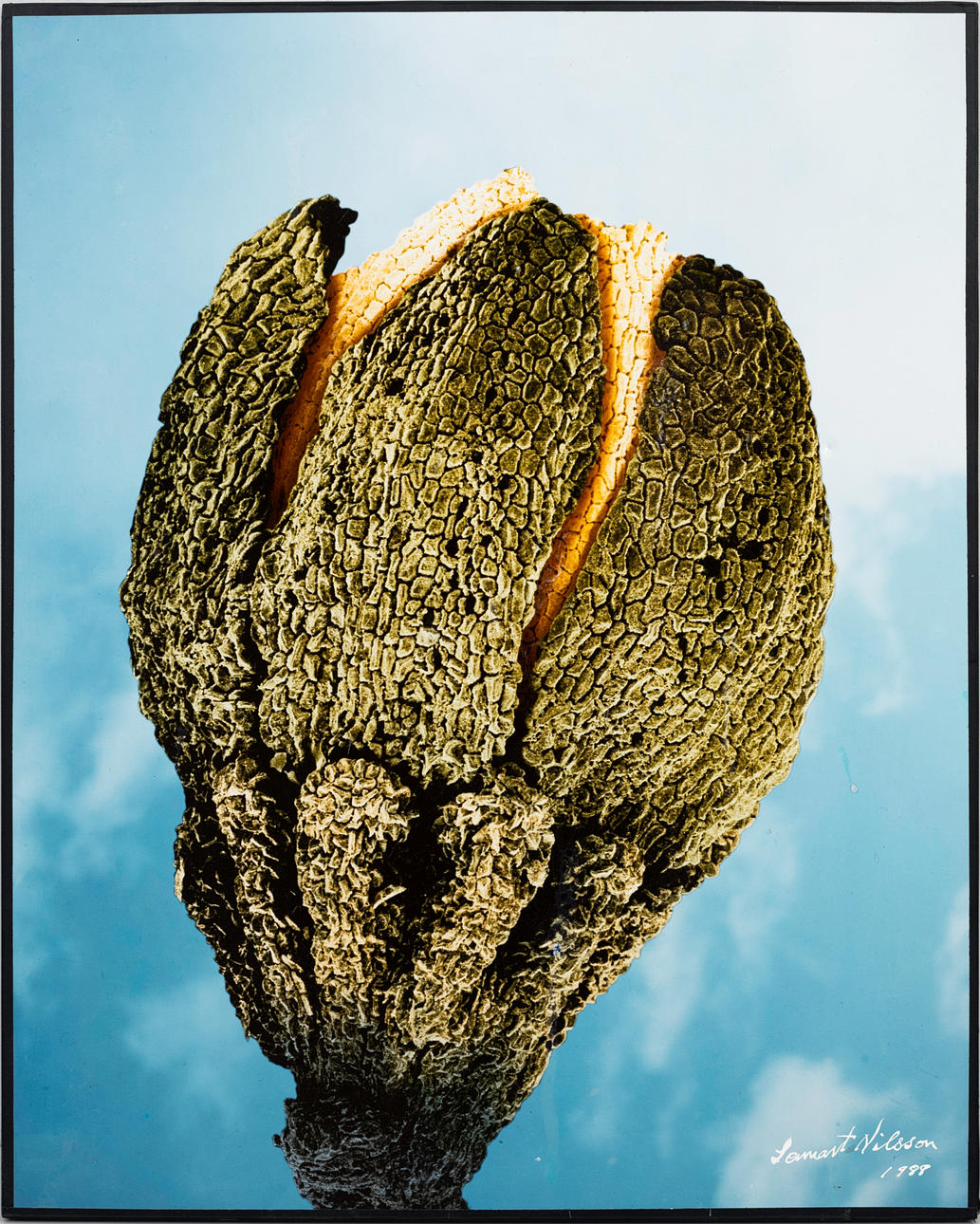 LENNART NILSSON. Flower, photograph, signed, dated 1988.