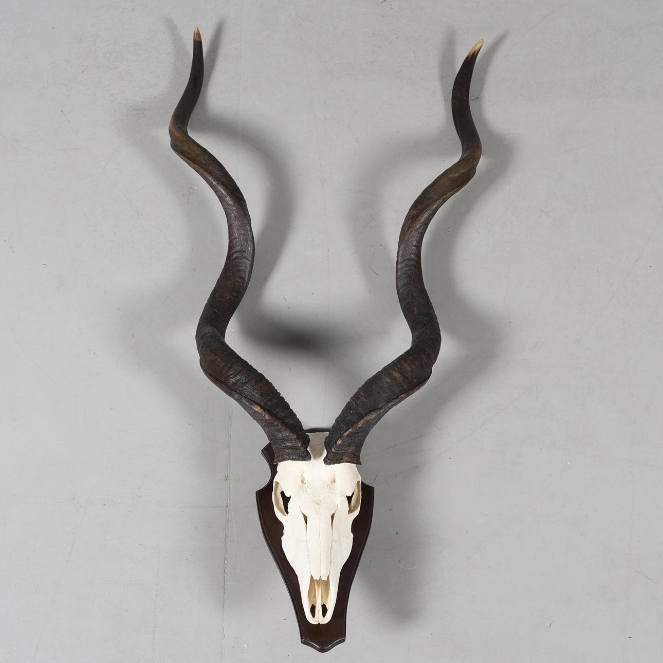 HUNTING TROPHY, Kudu.