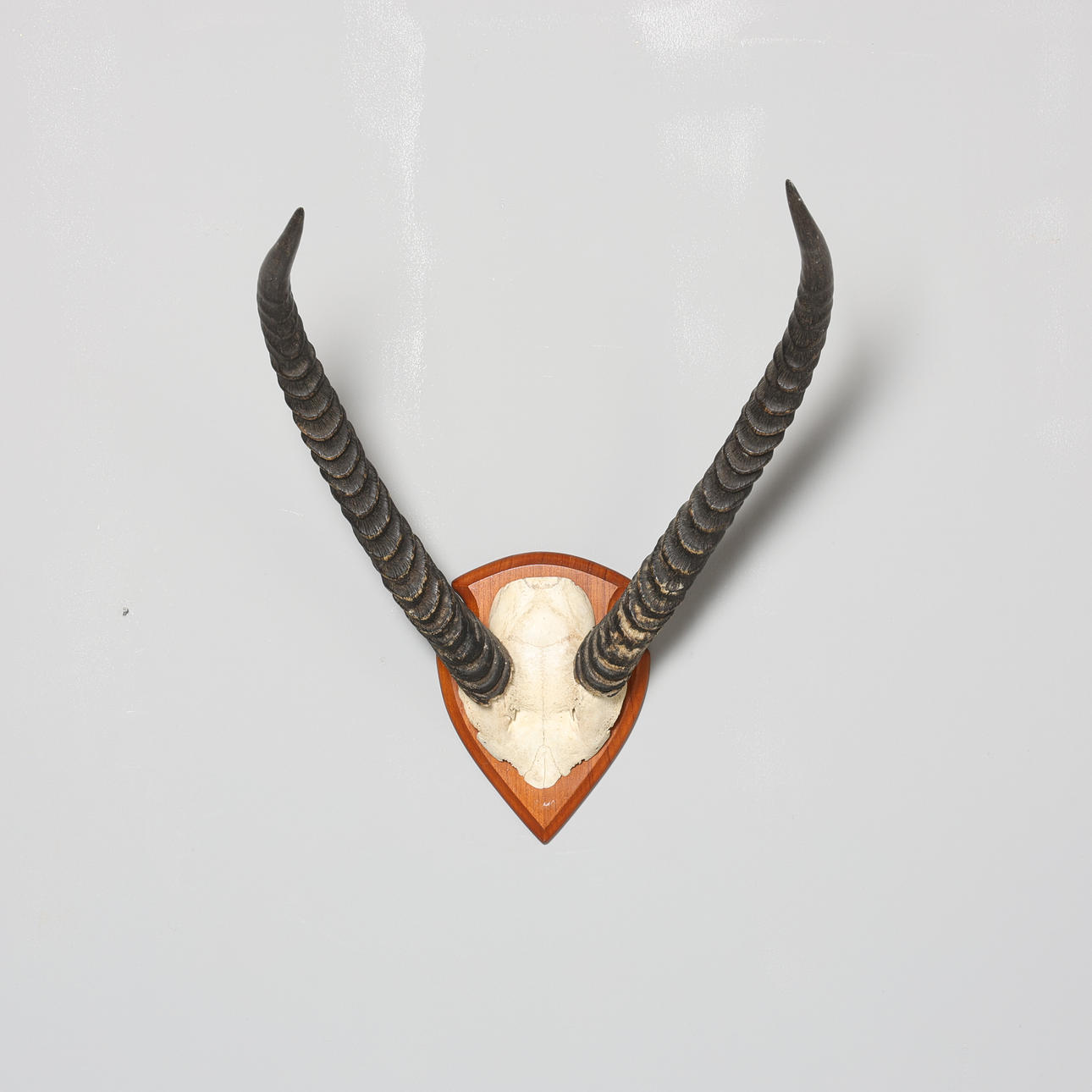 HUNTING TROPHY, Oryx.