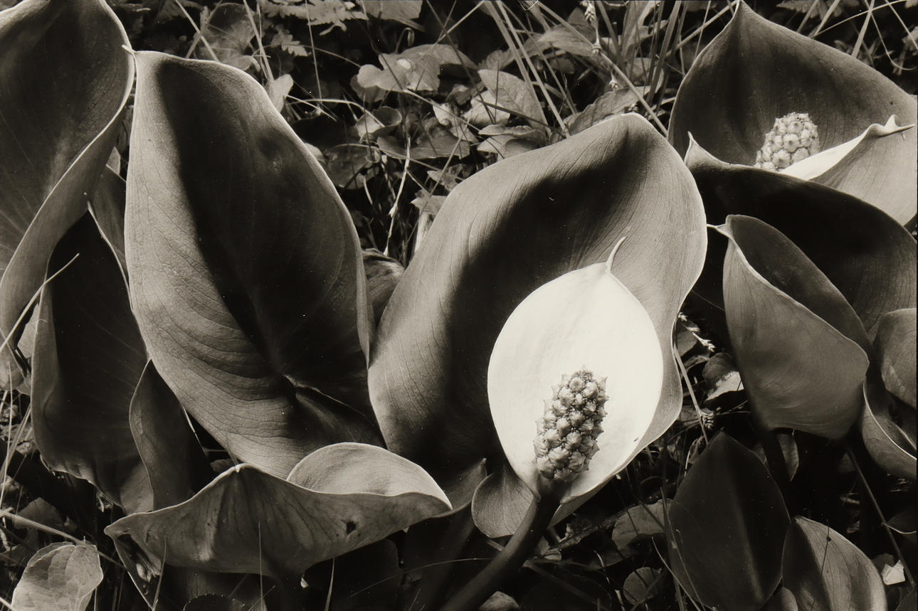 NILS-ERIK WIKEBÄCK. Missne.