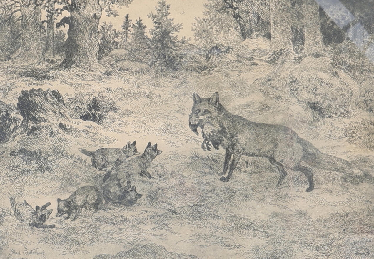 AXEL ÖSTERBERG. Fox with cubs, etching, signed.