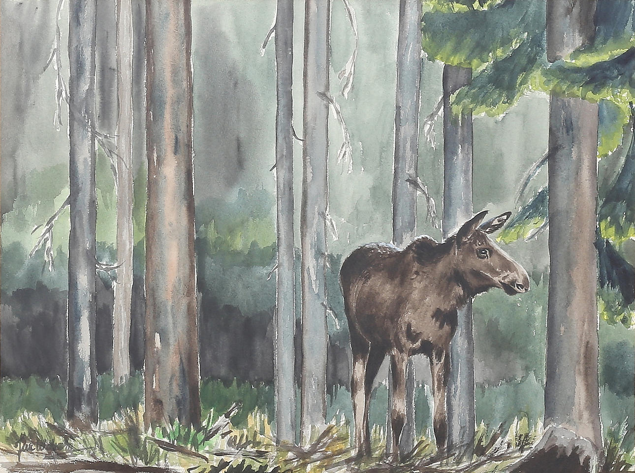 JAN WEBORG. Moose calf. Watercolor, signed.