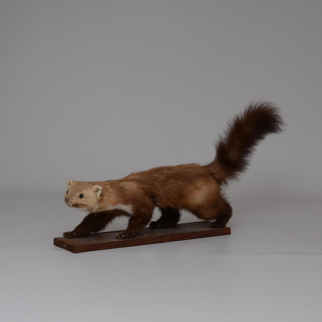 MÅRDDJUR, uppstoppad, monterad på träplatta.