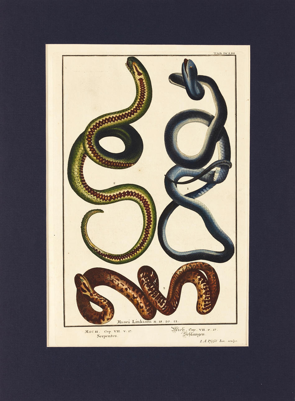 SCHEUCHZER/PFEFFEL, (2) illustrationer av ormar, ur "Physica Sacra. Musei Linkiani", 1731-1735.