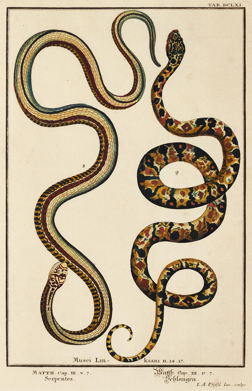 SCHEUCHZER/PFEFFEL, (2) illustrationer av ormar, ur "Physica Sacra. Musei Linkiani", 1731-1735.