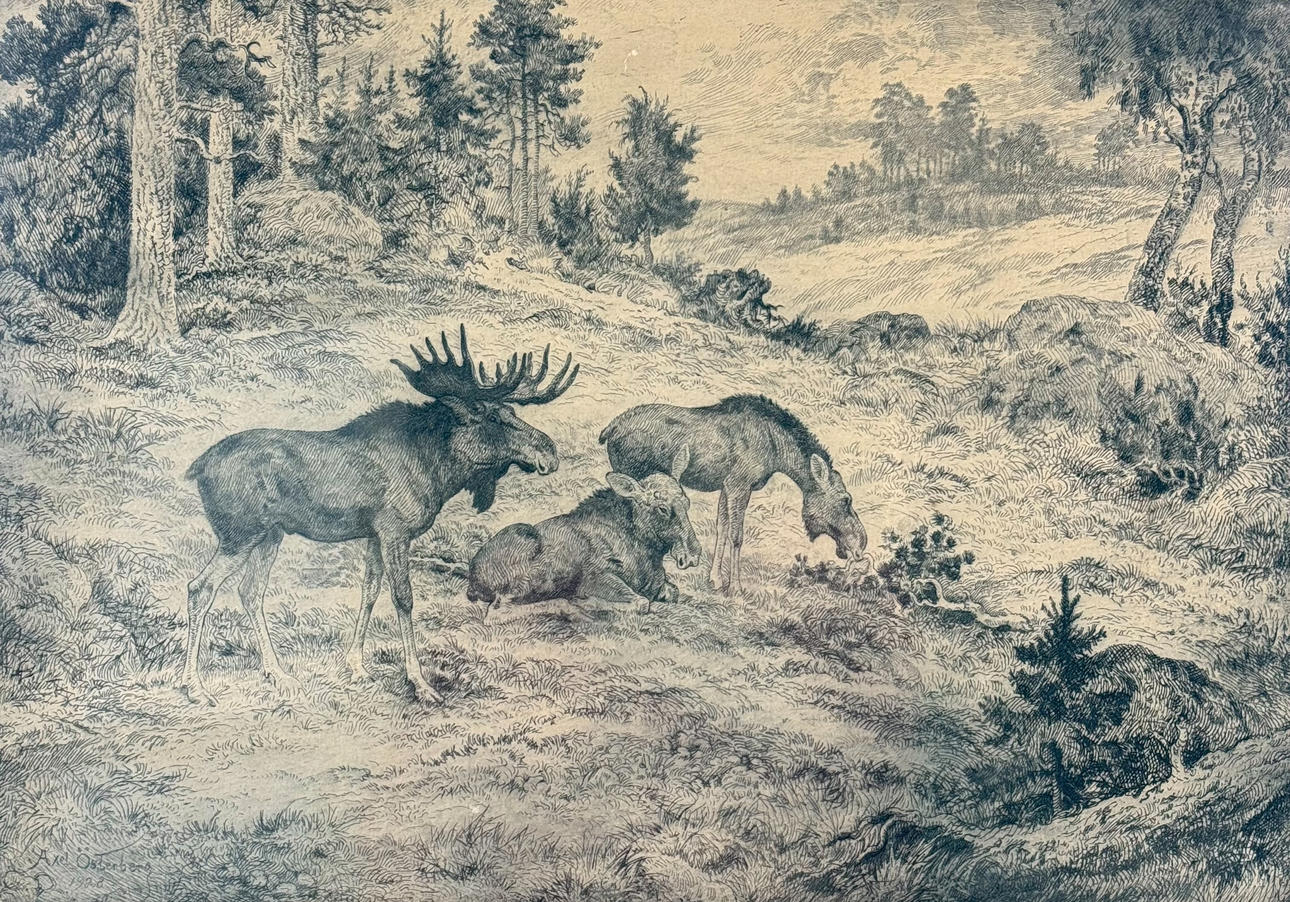 AXEL ÖSTERBERG. Elks, etching, signed.