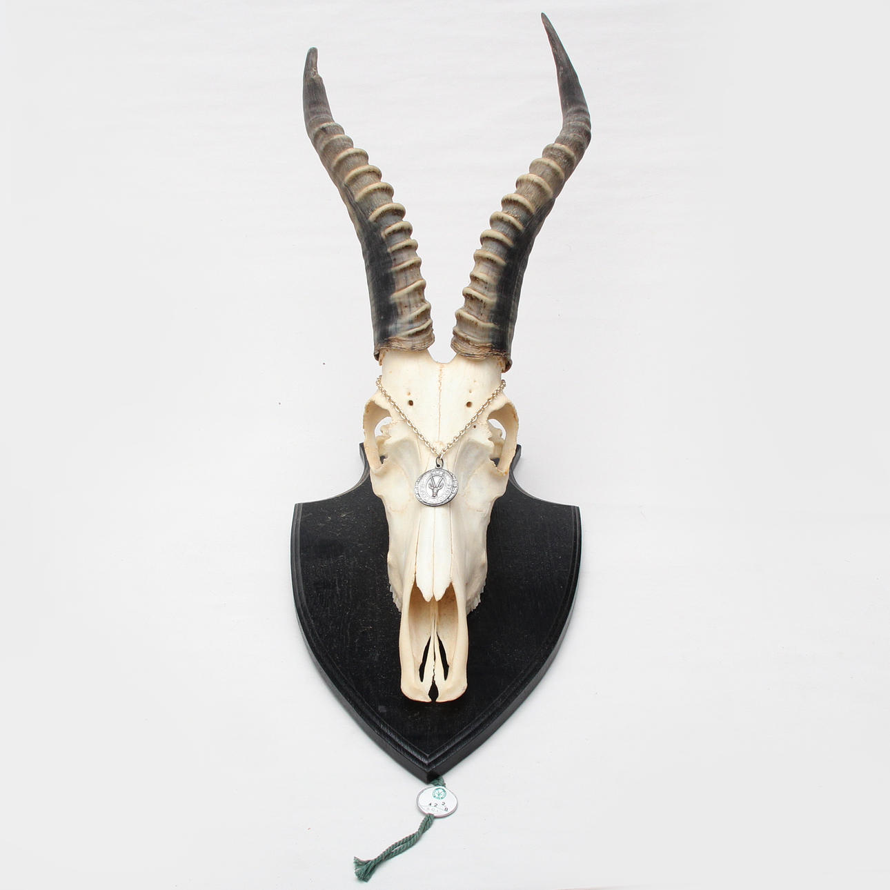 SPRINGBOCK, hunting trophy.