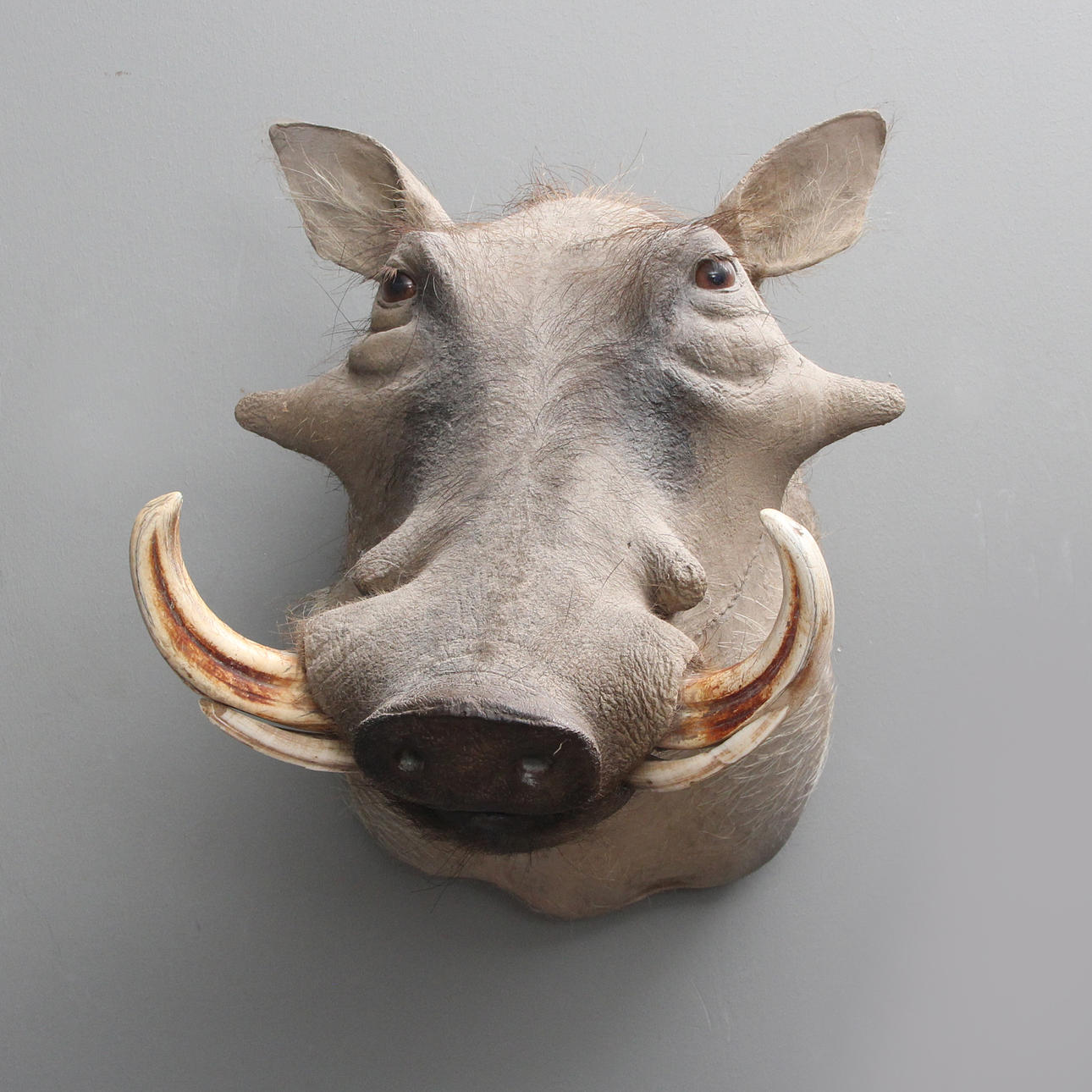 WARTHOG (Phacochoerus Africanus).