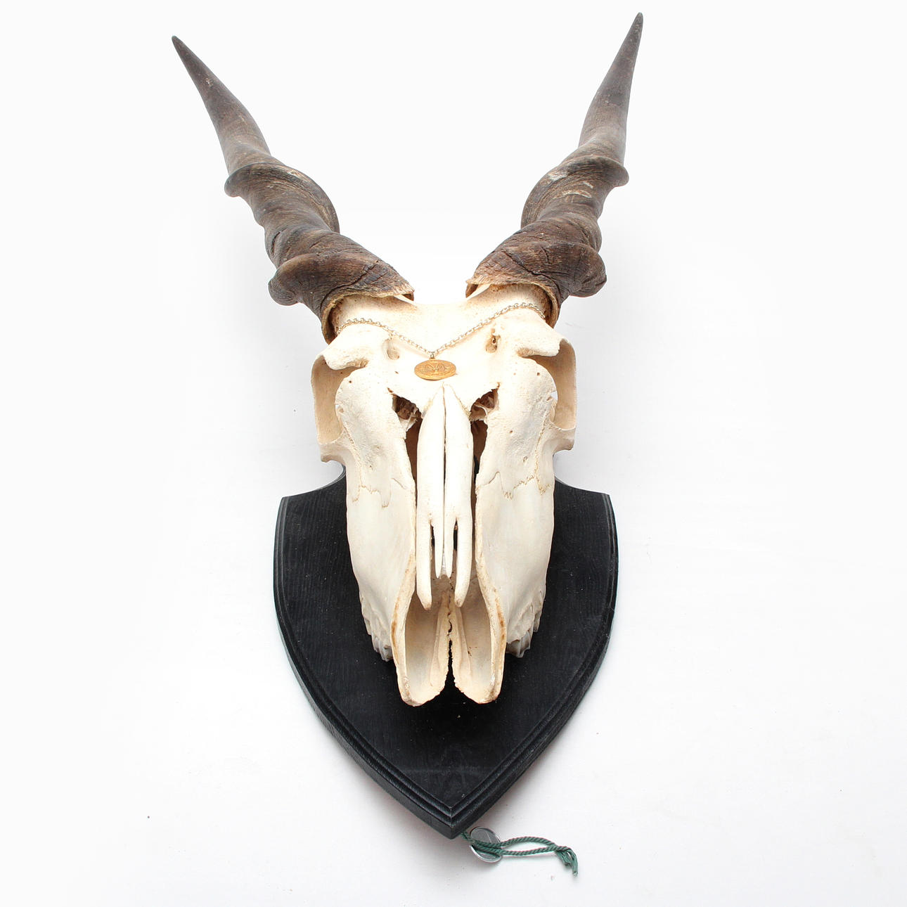 ELAND, with skull. Hunting trophy.