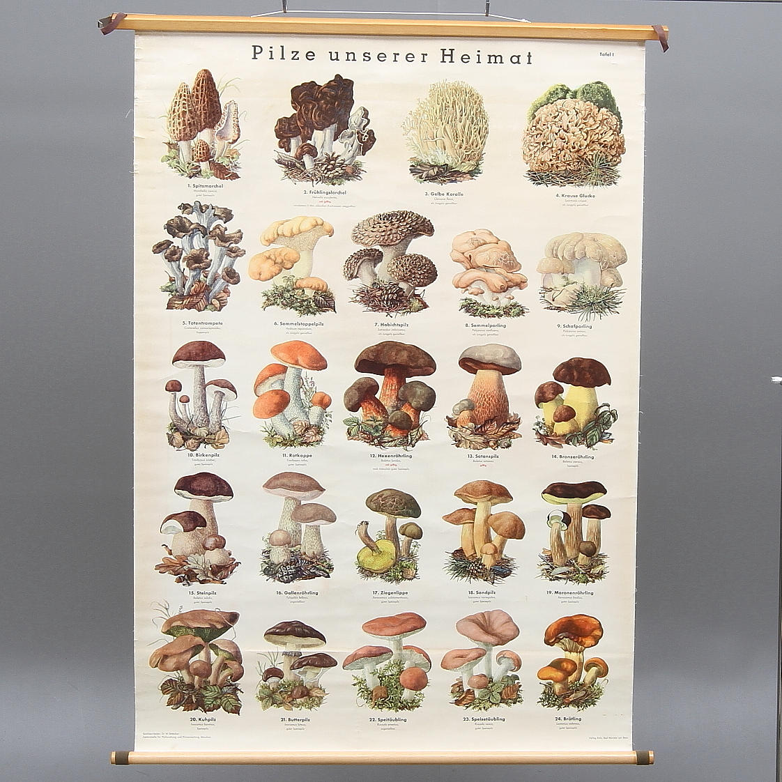 SKOLPLANSCH, "Pilze unserer Heimat", Verlag Röhr, Bad Münster am Stein, 1900-talets mitt.