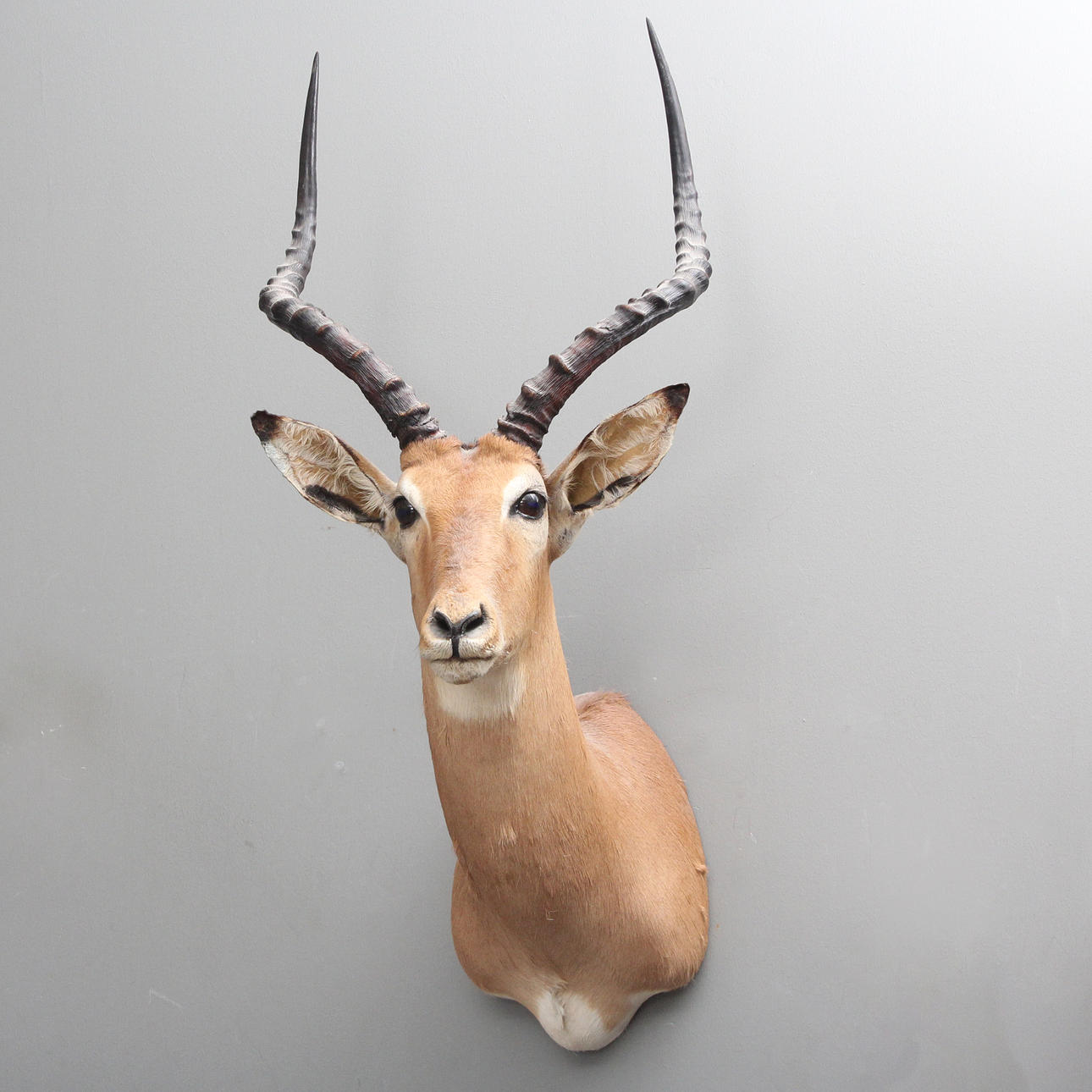 IMPALA (Aepyceros Melampus) Hunting Trophy.