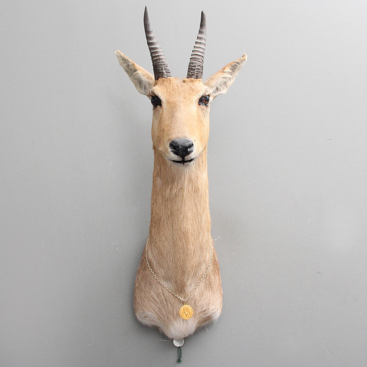 STONE ANTELOPE (Raphicerus Campestris) Hunting Trophy.