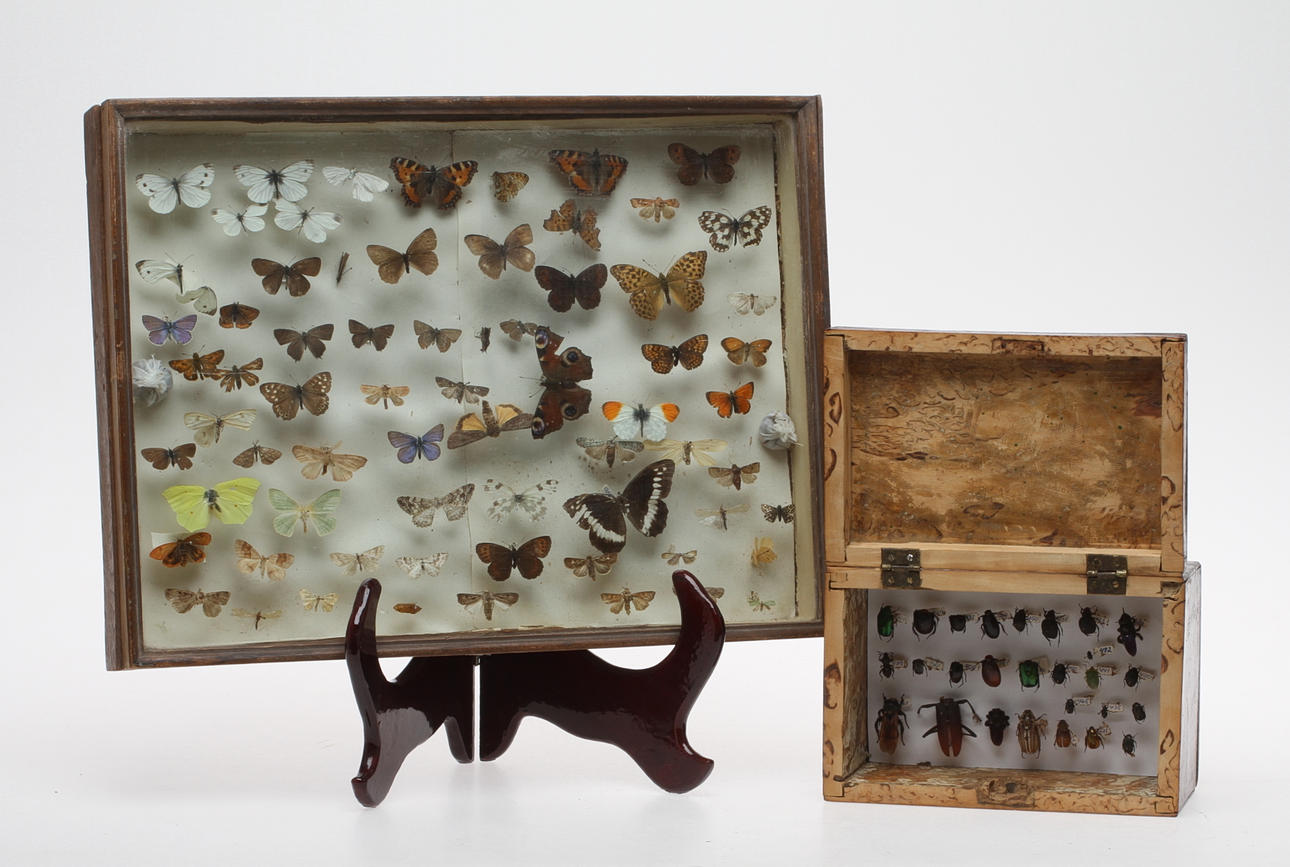 FJÄRILSSAMLING, SKALBAGGESAMLING, monterade i ram resp. låda.
