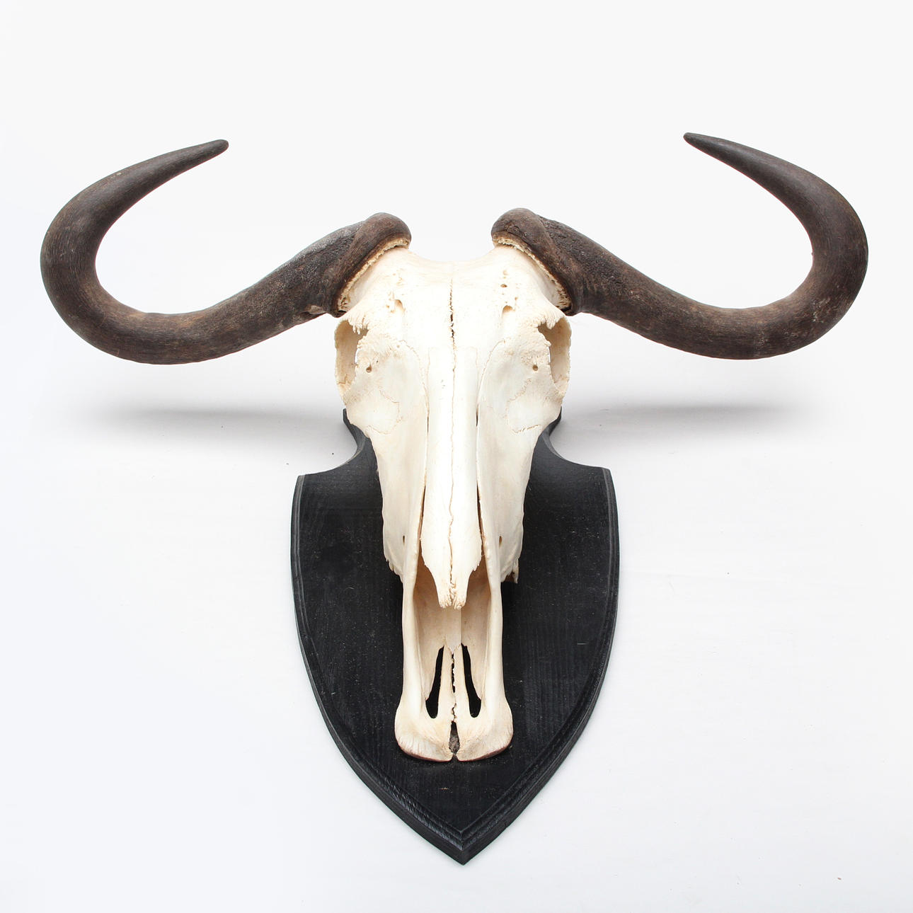 GNU, Horn with skull, hunting trophy.