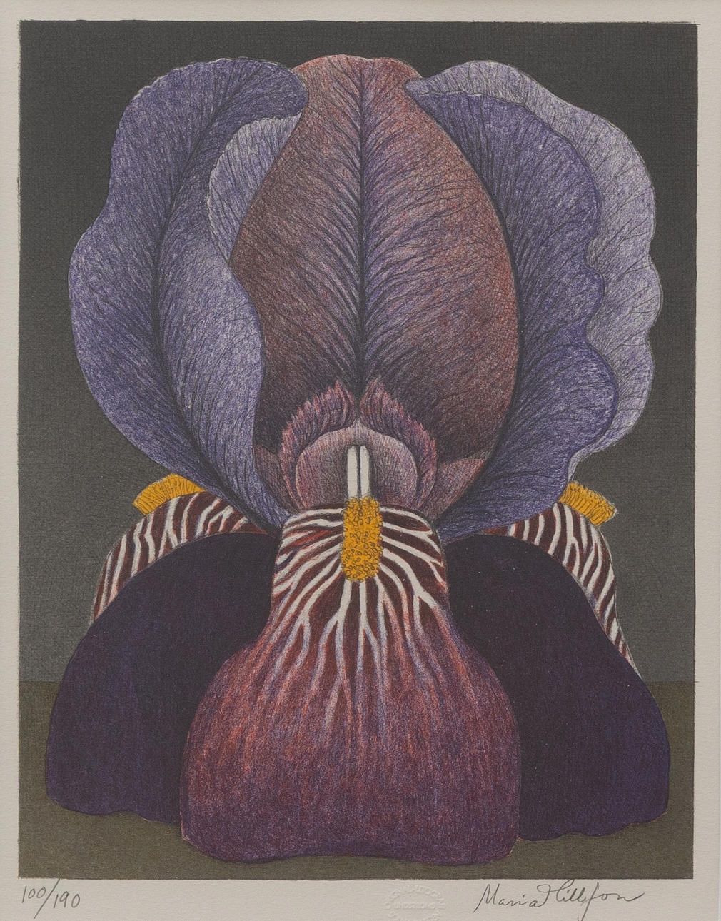 MARIA HILLFON. Iris flower, lithograph no 100/190, signed.