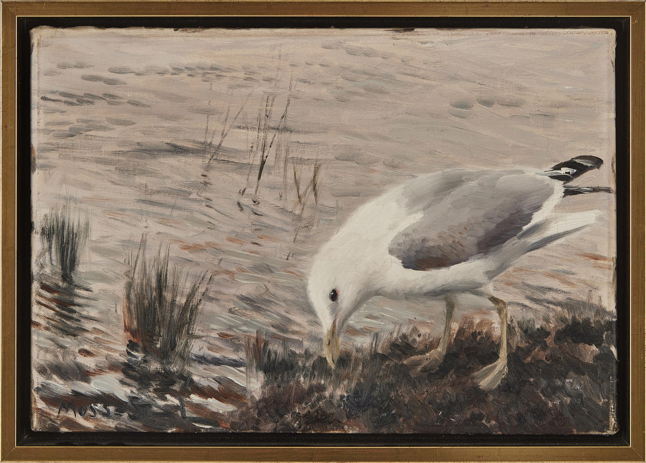 MOSSE STOOPENDAAL. Trut by the beach.