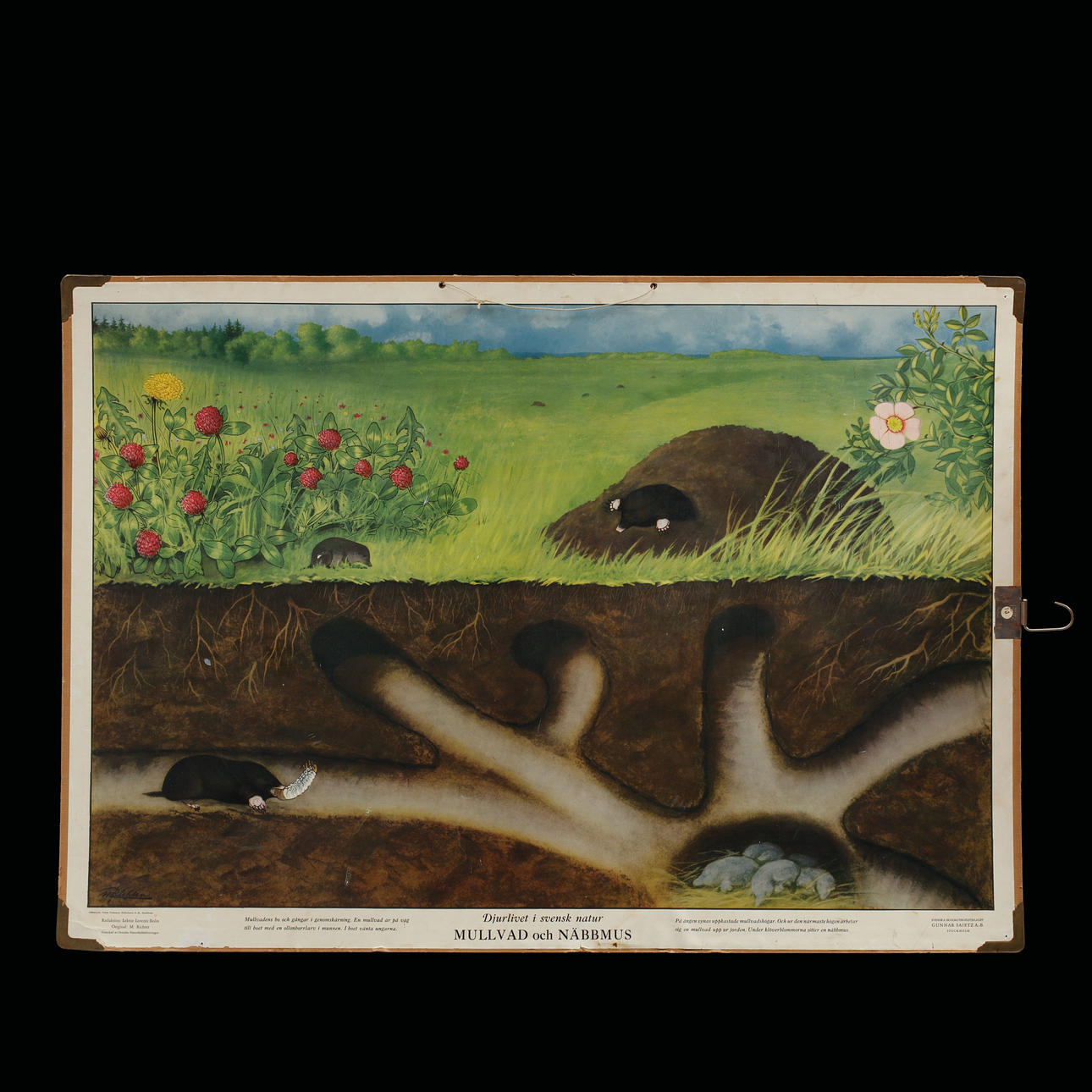 SCHOOL BOARDS, 2 pcs.