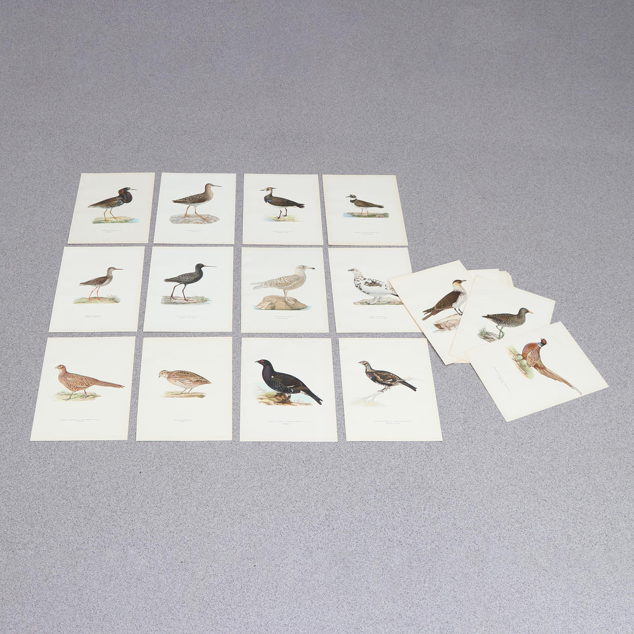 BRÖDERNA WRIGHT. Litografier, 25 st. Svenska Fåglar.