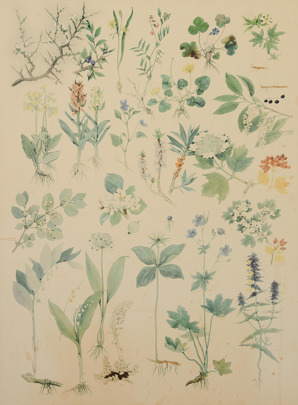 PLASCH, lövängens växter, 1900-talets andra del.