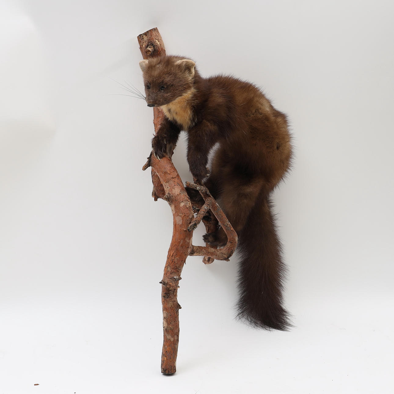 HUNTING TROPHY, Mink, mounted on tree branch.