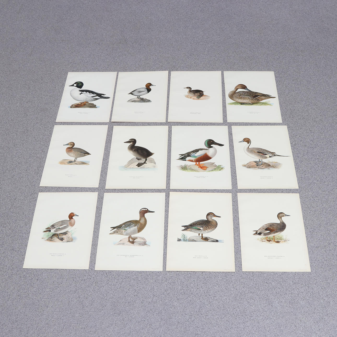 THE WRIGHT BROTHERS. Lithographs, 12 pcs. Swedish Birds.