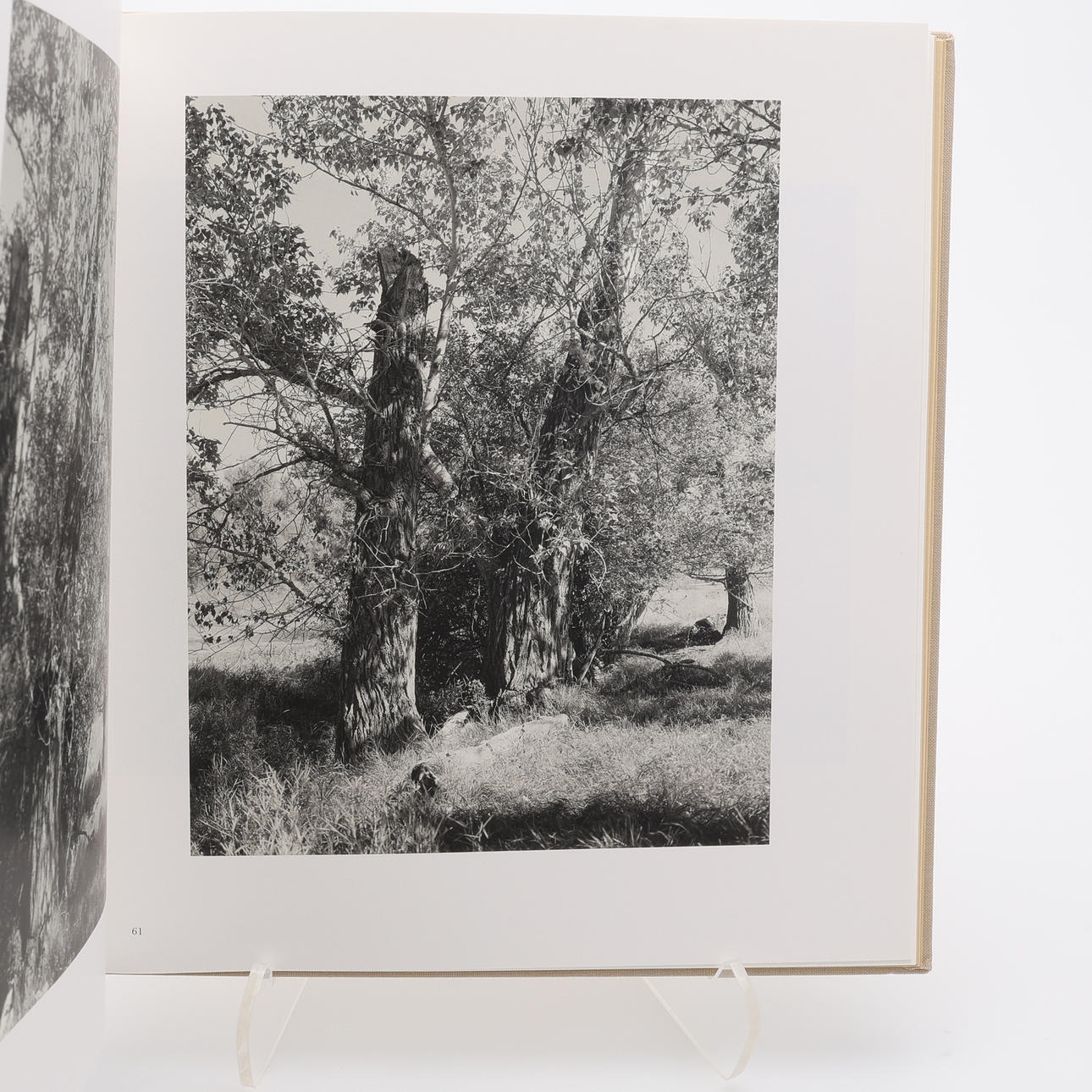PHOTO. THE AMERICAN PHOTOGRAPHER ROBERT ADAMS “TREE LINE” WHICH 