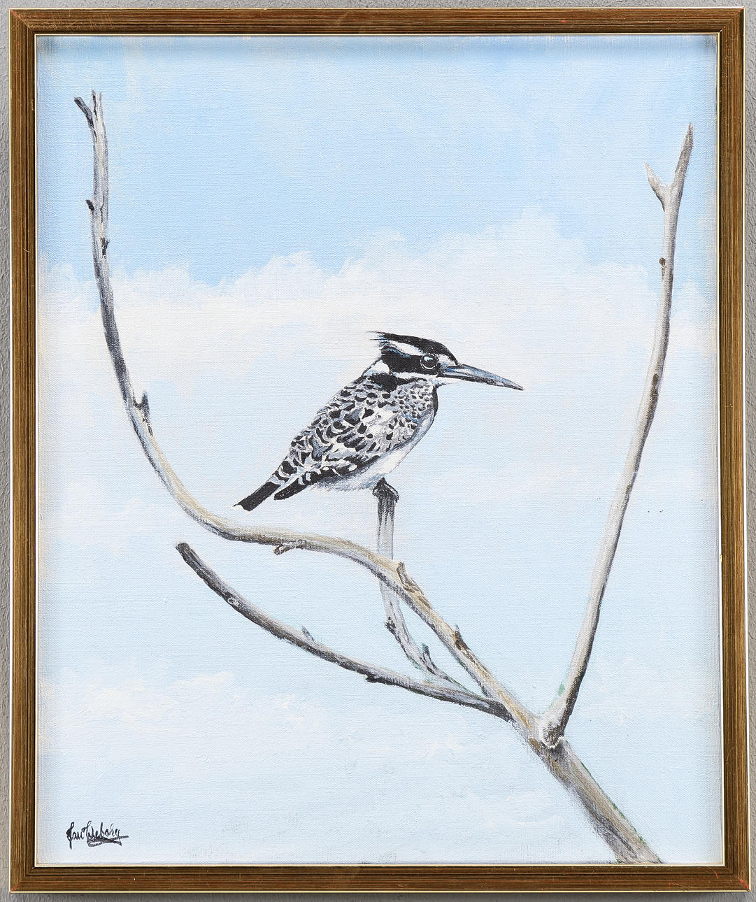 JAN WEBORG. Gray fisher (Ceryle rudis).