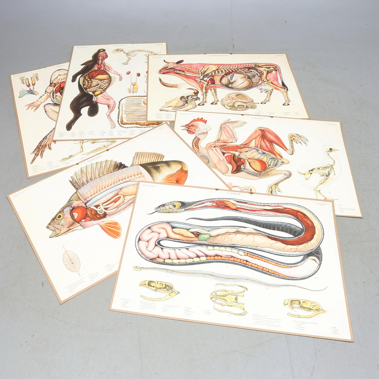 SKOLPLANSCHER 6 st, Djuranatomi, Svenska skolmatrielförlaget Gunnar Zaiets A.B.