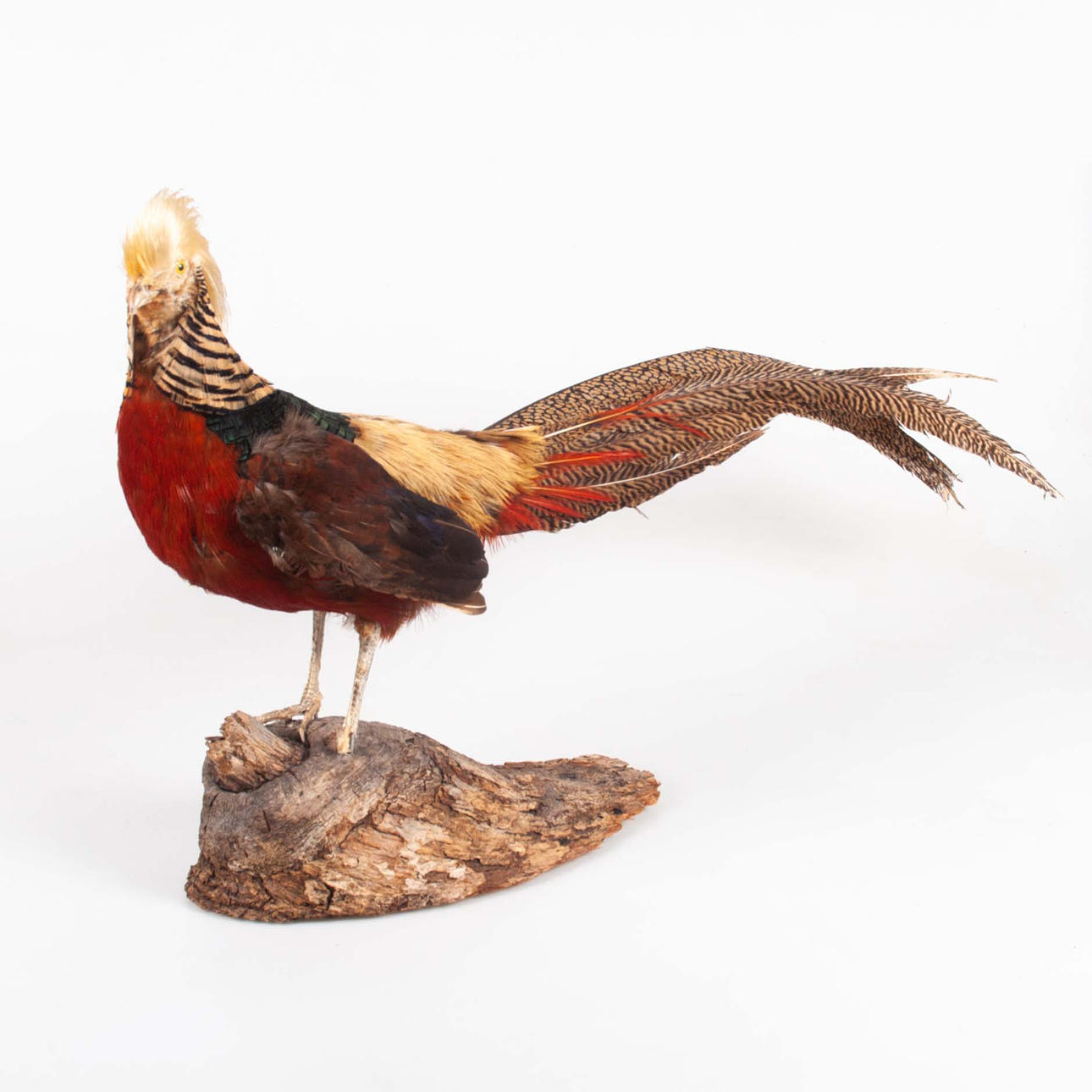 TAXIDERMI, guldfasan.