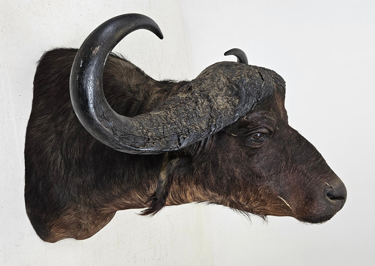 HUNTING TROPHY, Buffalo.