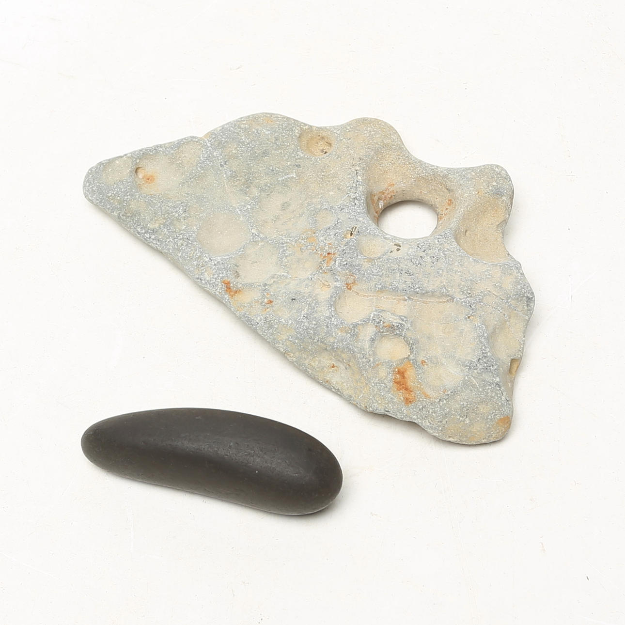 Two stones, including fossils.