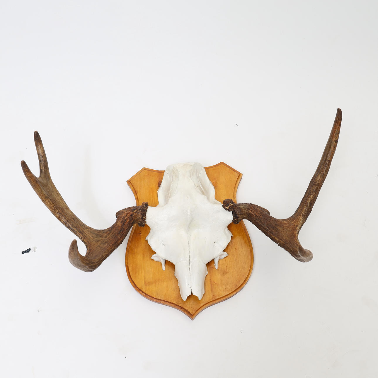 MOOSE HORN, even 6-prong.