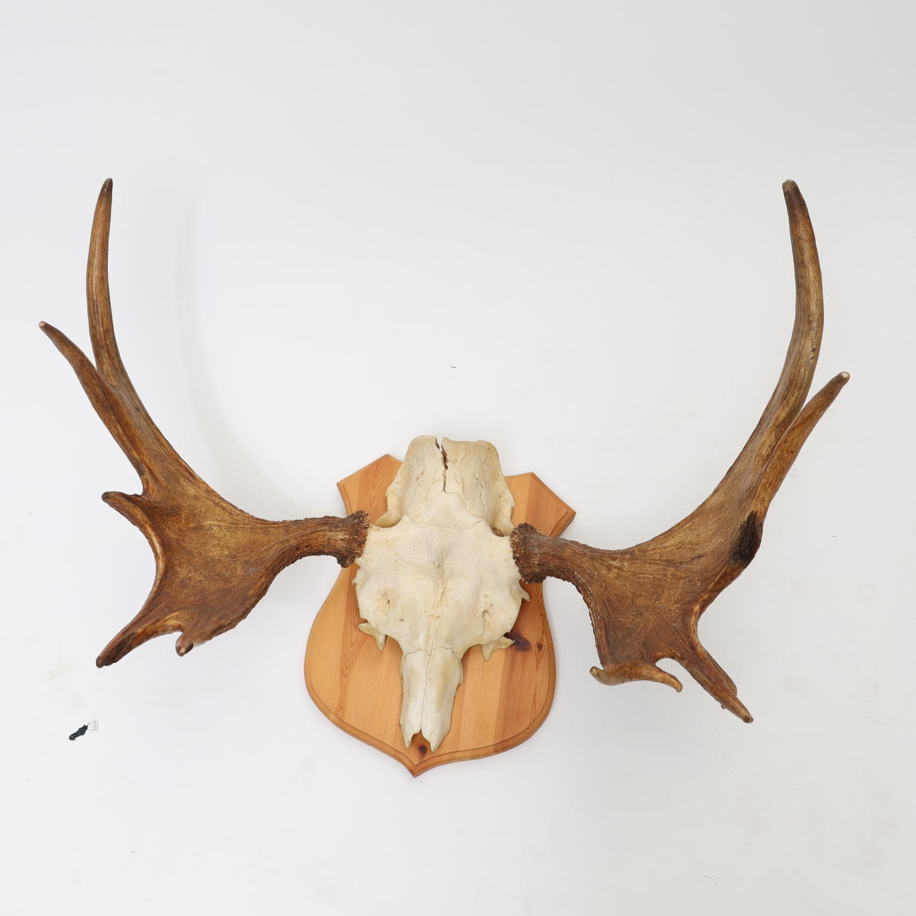 MOOSE HORN, even 10-tag.