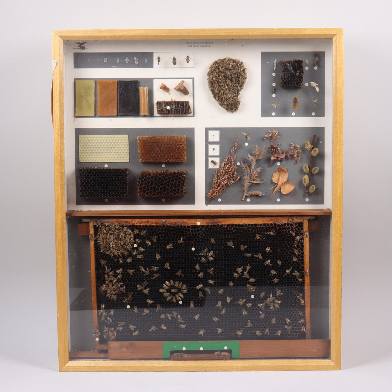 EDUCATIONAL BOOTH with bees and beehives, Germany.
