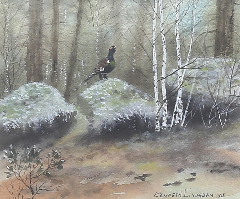 KENNETH LINDGREN. (Född 1937 i Västervik) Naturmotiv med orre, akvarell, signerad, daterad -95.