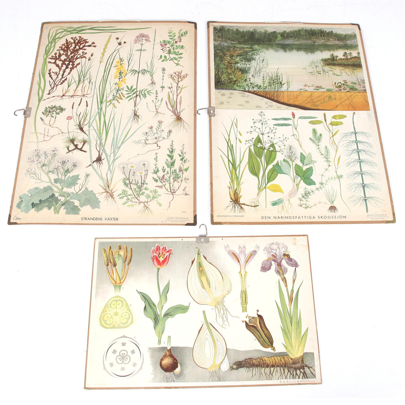 SKOLPLANSCHER, 3 st, Växter, 1900-tal.