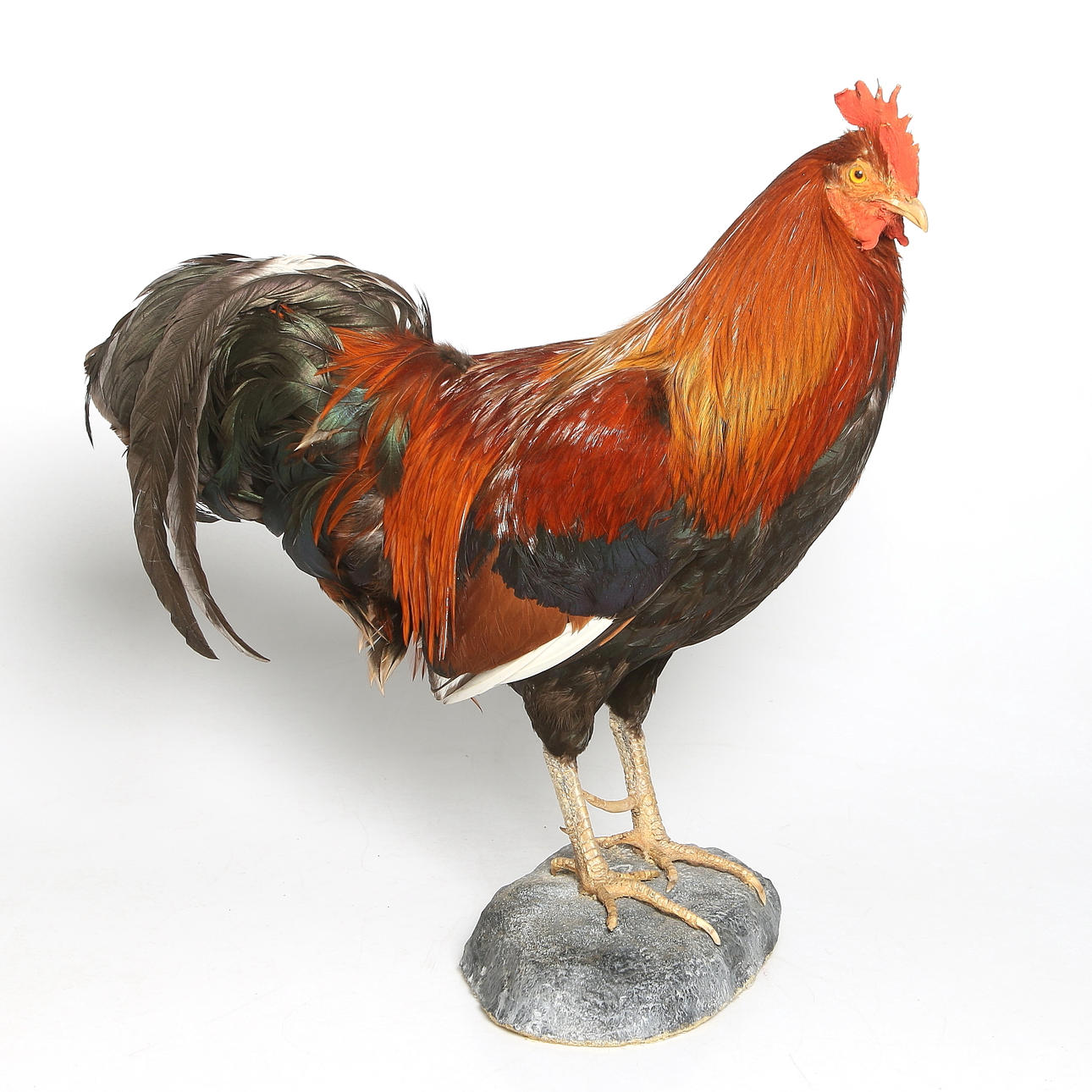 TUPP, svensk lantras, uppstoppad, 1900-tal.