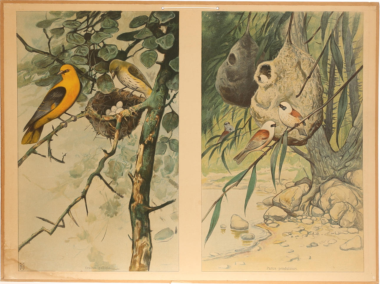 SCHOOL PLANS, 5 pieces.