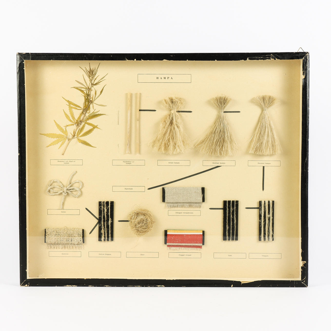 DIORAMA for teaching, Hemp.