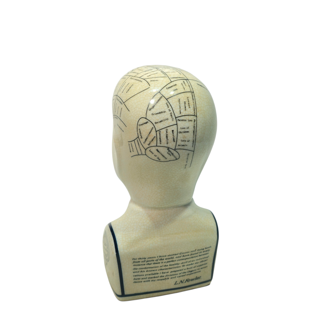 Porcelain phrenological head.