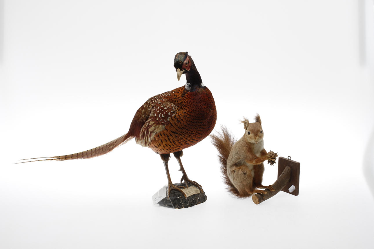 UPPSTOPPAD FASAN, samt EKORRE.