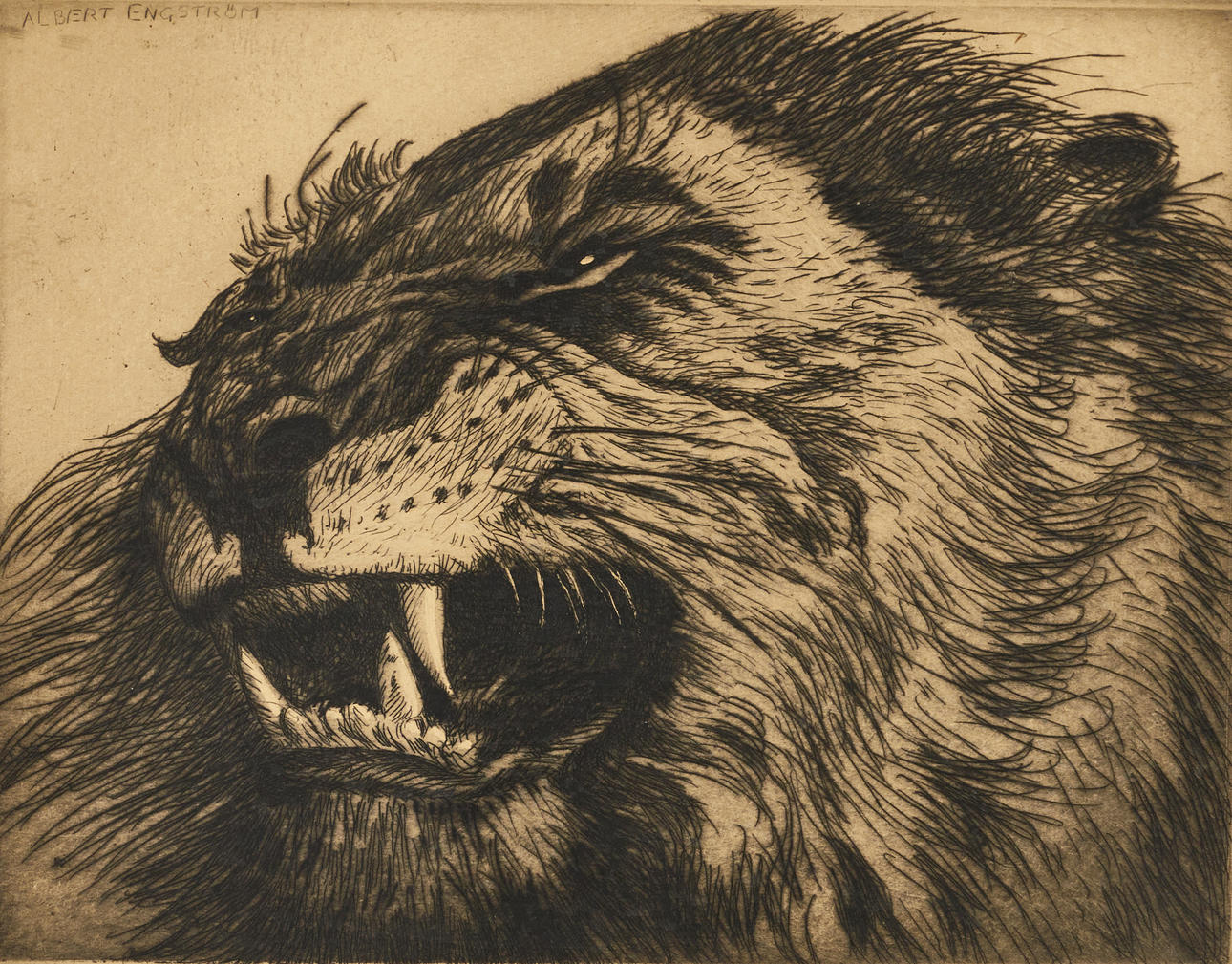 ALBERT ENGSTRÖM (1869–1940). Lion, signed, etching.
