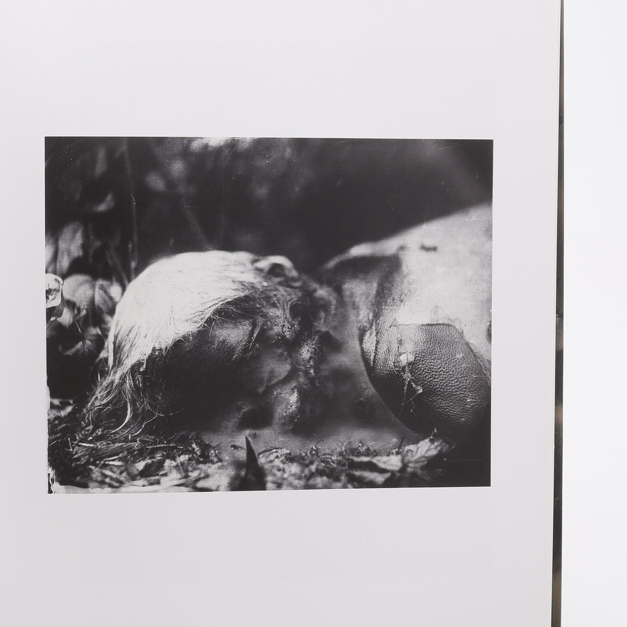 PHOTO. AMERICAN PHOTOGRAPHER SALLY MANN'S THE FLESH AND THE SPIRIT
