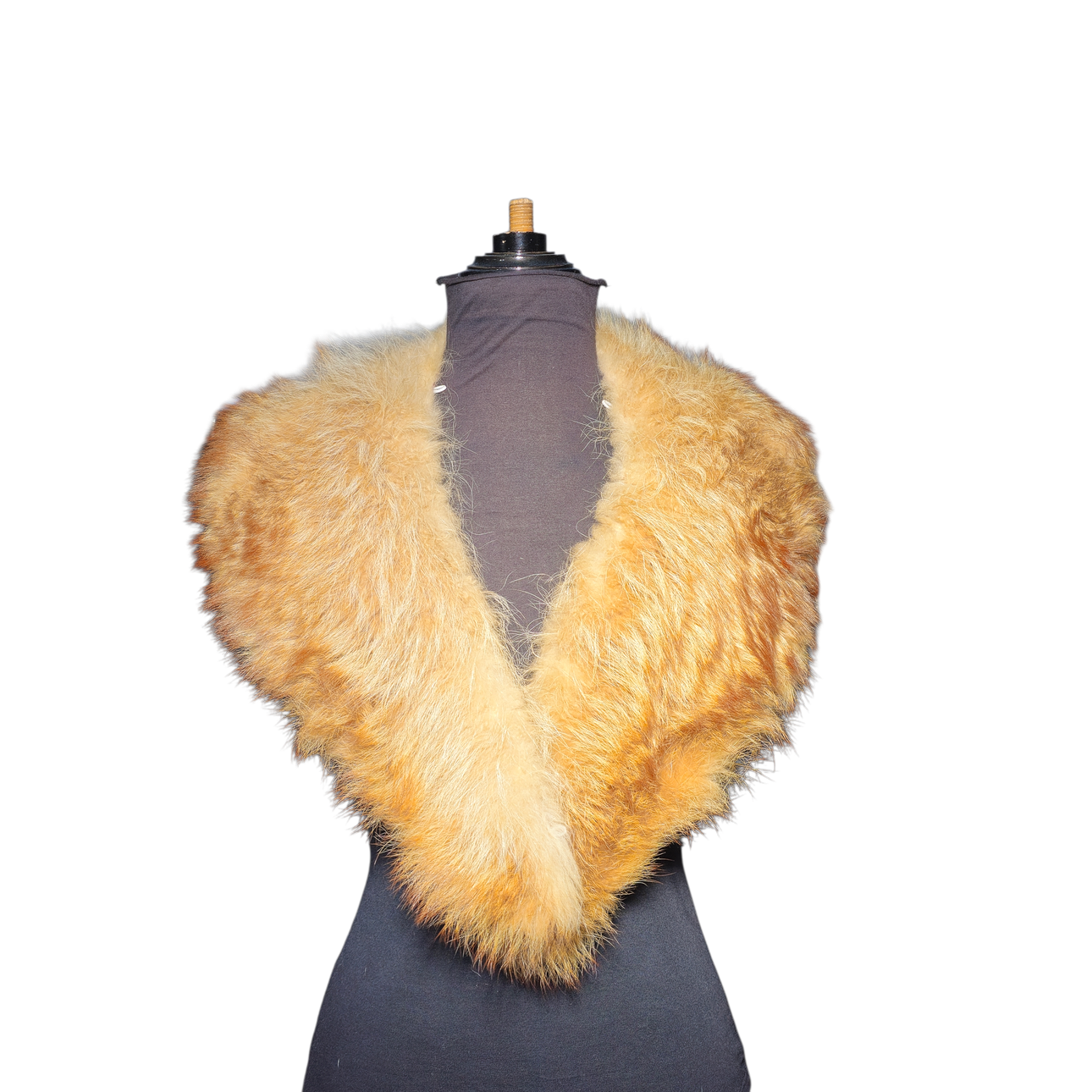 Renard brown tuxedo collar.