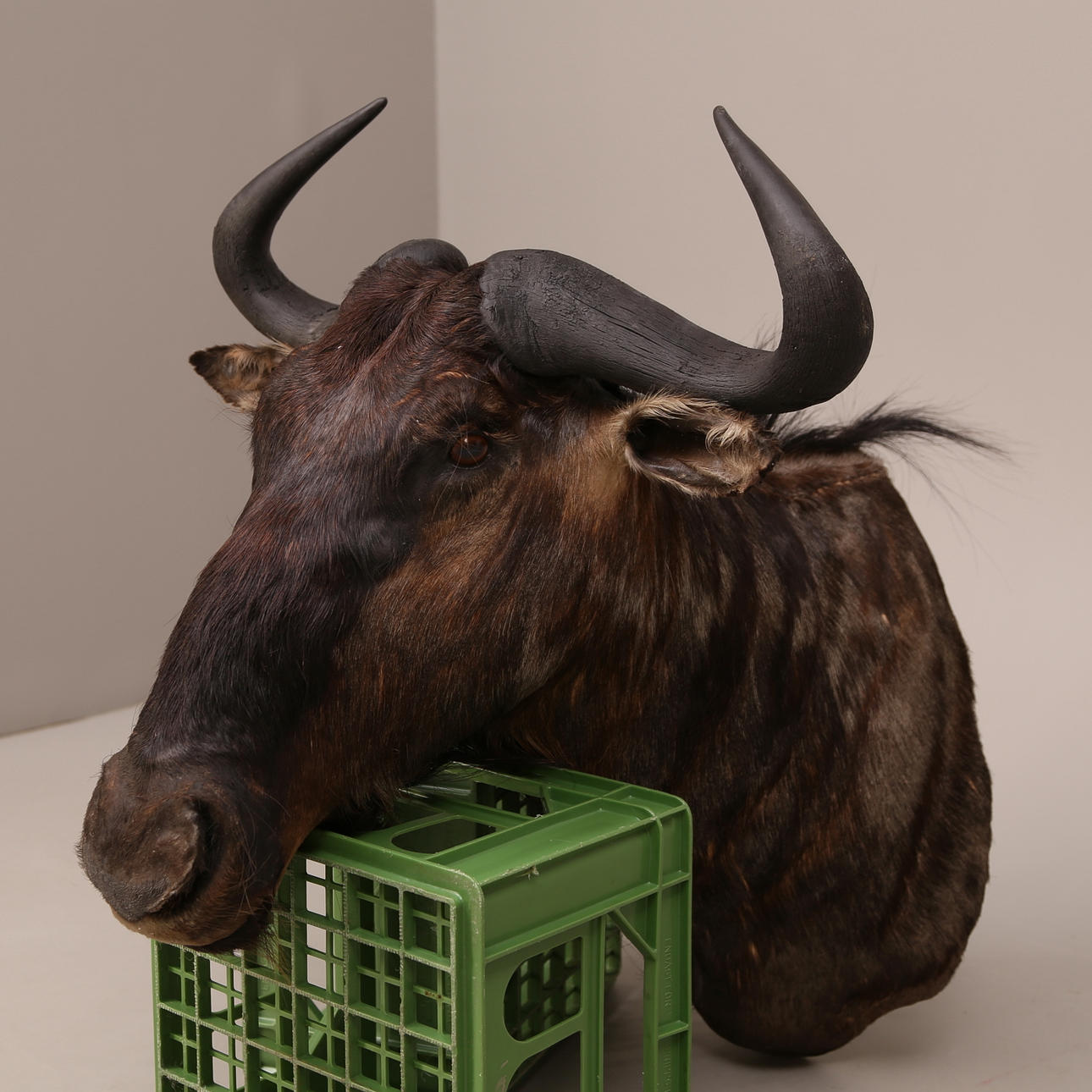 JAKTTROFÈ, uppstoppad GNU, Syd-Afrika, 1900-tal.