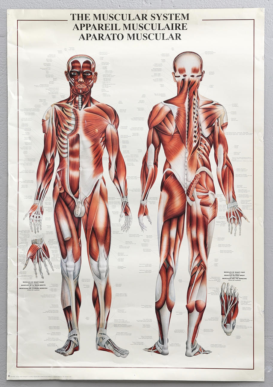 SCHOOL PLANS. A couple, skeleton and muscles.