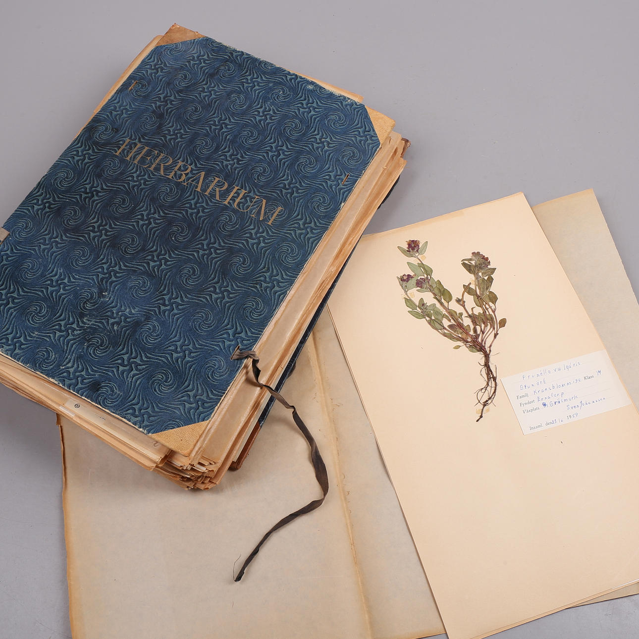 HERBARIUM, 1900-talets första hälft.