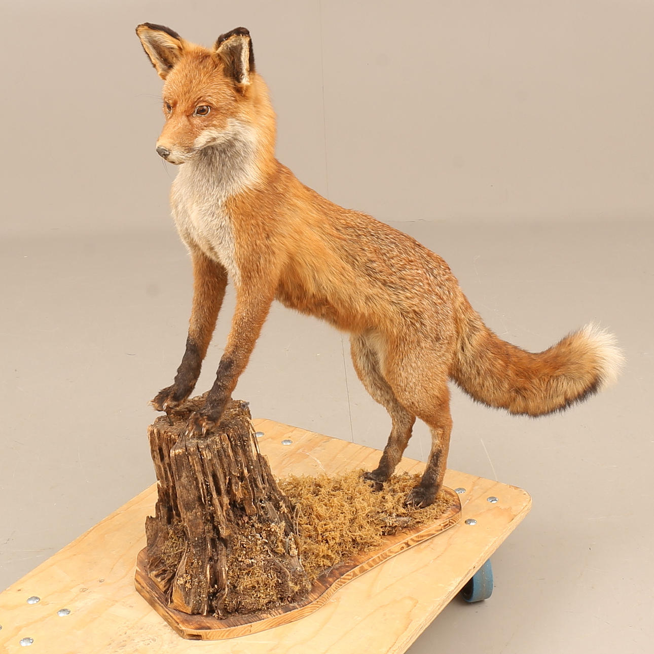 A 20th century fox taxidermy.